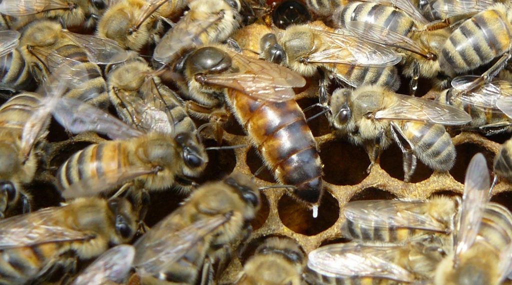 Comment Est Choisi La Reine Des Abeilles La reine