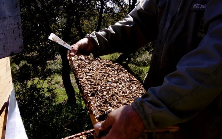 Elevage des abeilles La Butinerie