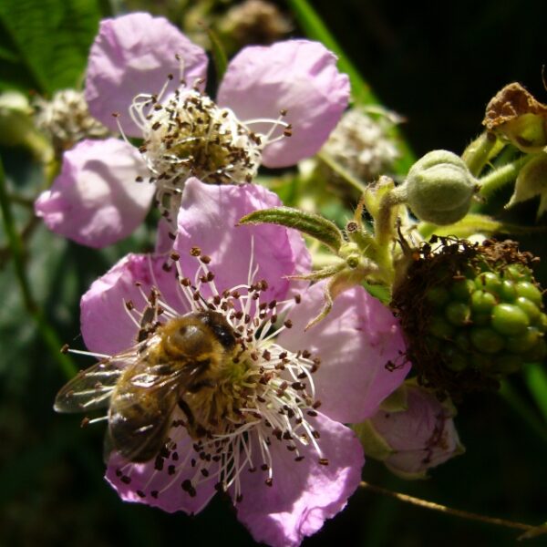 Miel de Fleurs d'été – Image 5