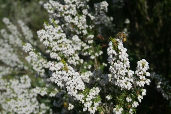 Miel de Maquis