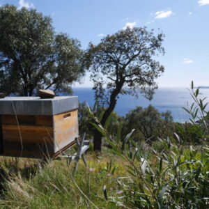 Miel de Bord de Mer