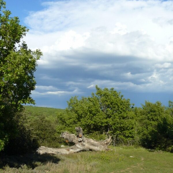 Garrigue