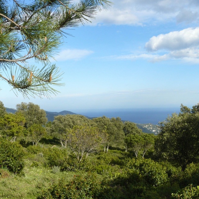Bormes les Mimosas Lavandou