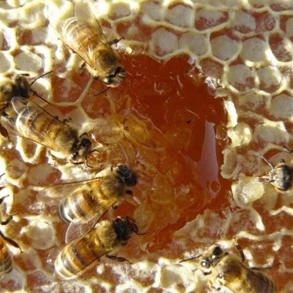Miel d'acacia