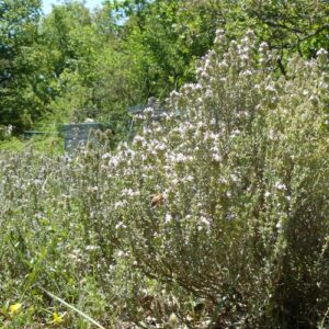 Miel de Garrigue Crémeux