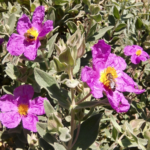 MEDICINA solariss.ro - Medicina din voalurile varicoase din flori de castan