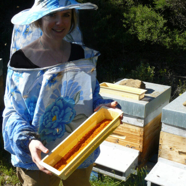 Pollen Frais de Ciste de Bormes et Mimosas et du Lavandou