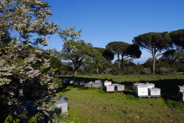 Miel de Bord de Mer – Image 4
