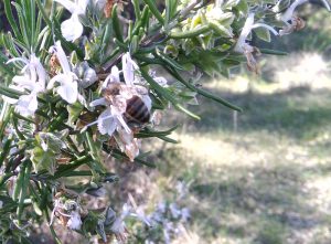 Lire la suite à propos de l’article Nouveau ! Miel de Garrigue