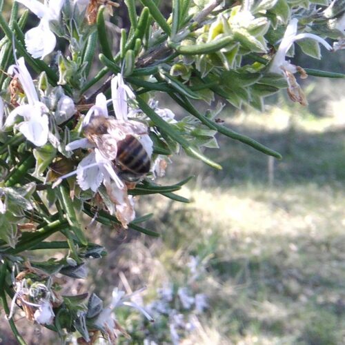 Nouveau ! Miel de Garrigue