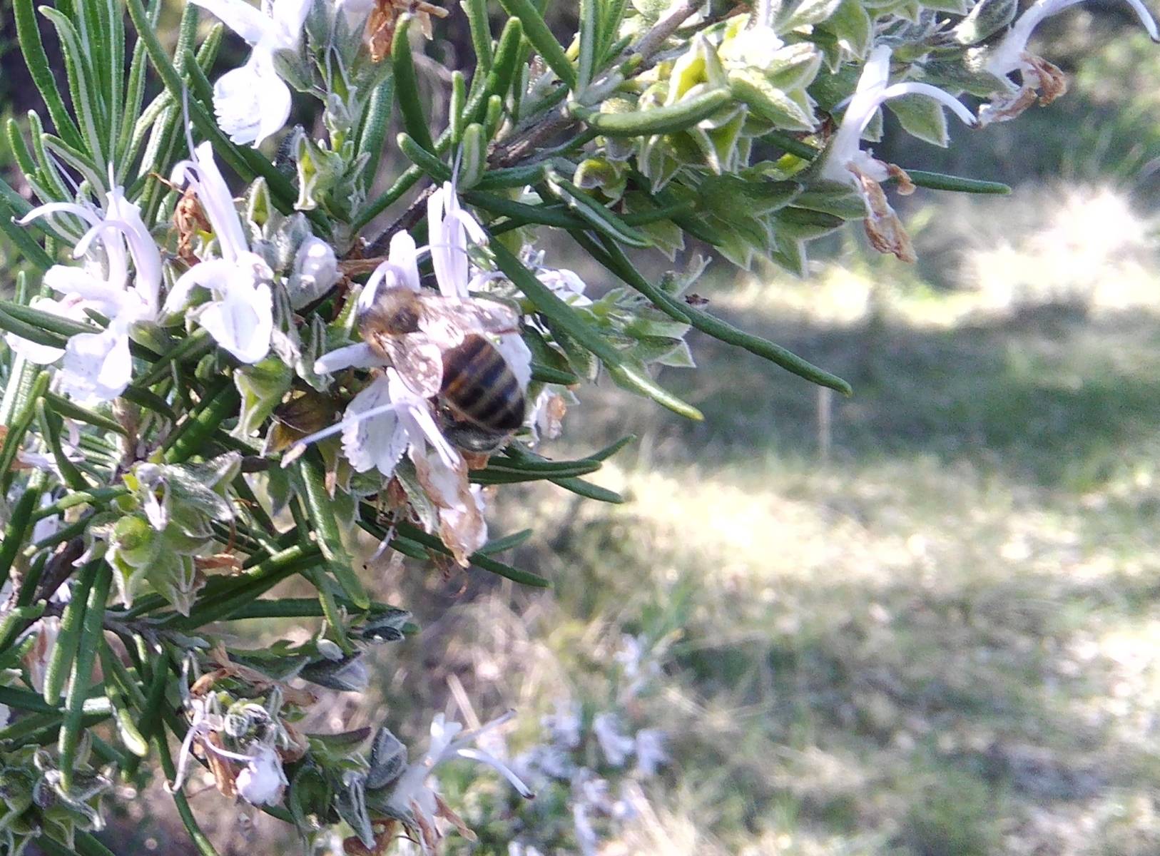You are currently viewing Nouveau ! Miel de Garrigue