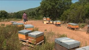 Lire la suite à propos de l’article Reportage sur France 3 :  “Retour chez un apiculteur aux ruches sinistrées”