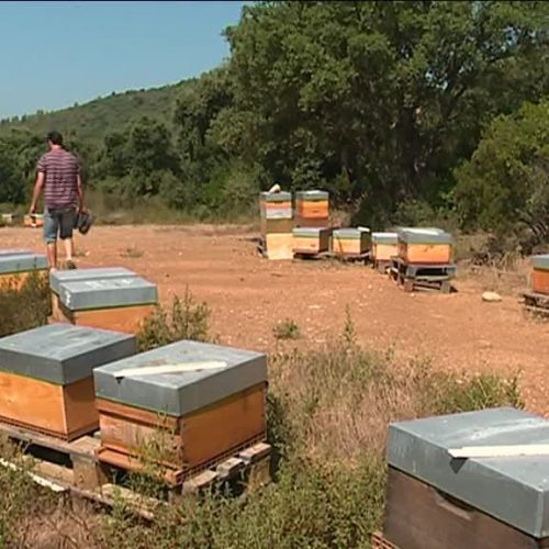 Reportage sur France 3 :  “Retour chez un apiculteur aux ruches sinistrées”