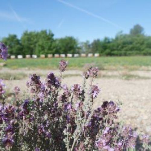 Dernières récoltes