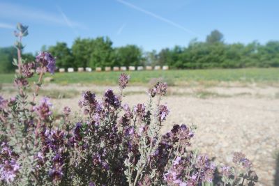 You are currently viewing Dernières récoltes