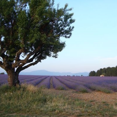 Miel de Lavande - Jardiniers solidaires