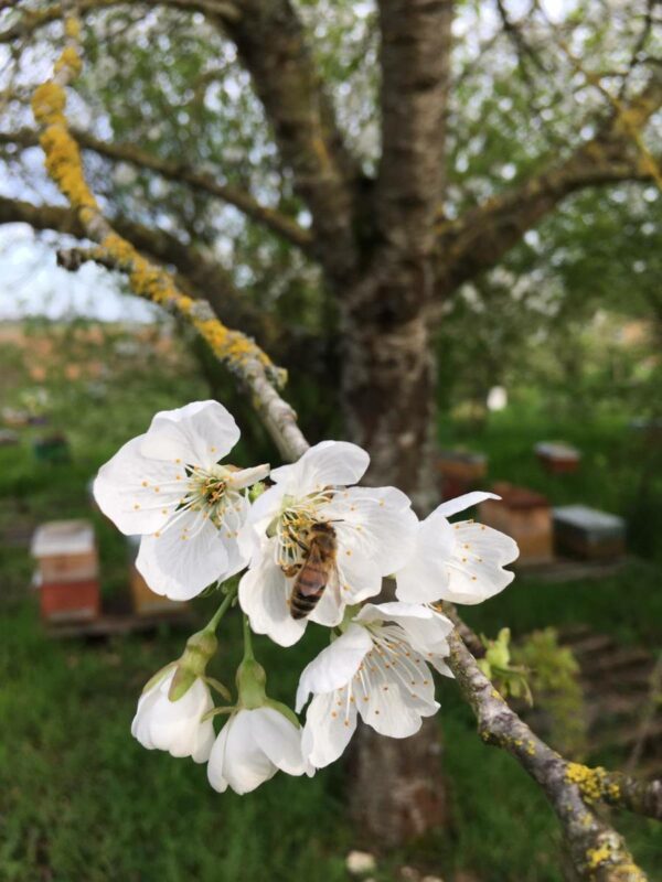 Miel de fleurs