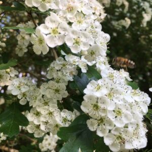 Miel de Fleurs