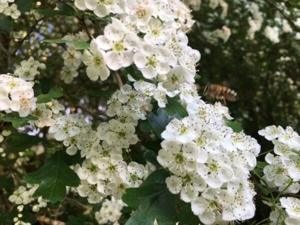 Miel de fleurs