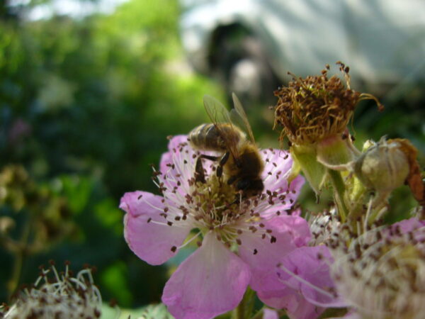 Miel de Fleurs Liquide – Image 5