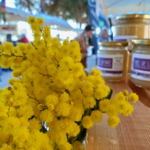 Miel de Mimosa ?