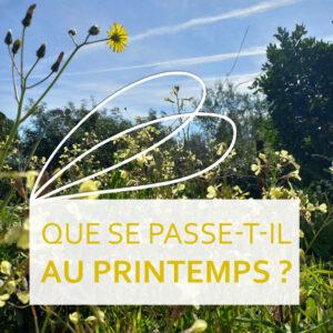 Lire la suite à propos de l’article Le printemps aux ruches