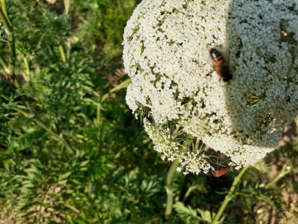 Fleurs de Carotte