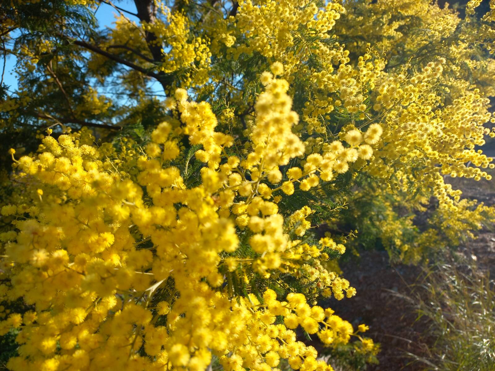 Miel de Mimosa ?