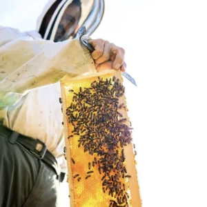 Abeilles La Butinerie crédit Lucart