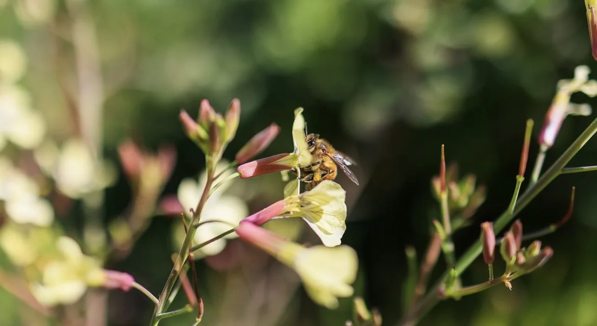 Abeilles La Butinerie crédit Lucart