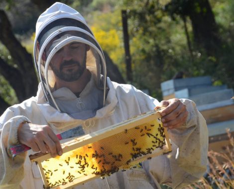 Apiculture à Bormes les Mimosas