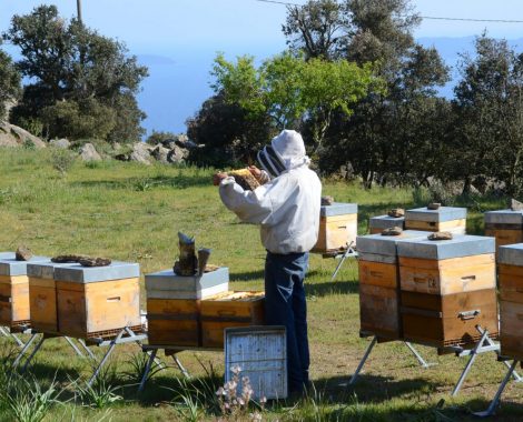 Apiculture à Bormes les Mimosas