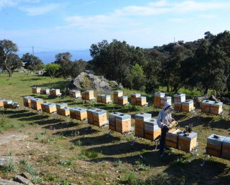 Apiculture à Bormes les Mimosas